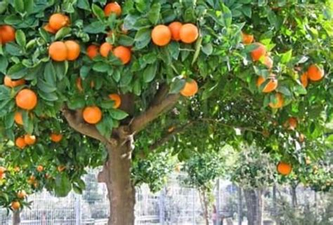 CÓmo Y Cuando Se Podan Los Naranjos Y Su Beneficio