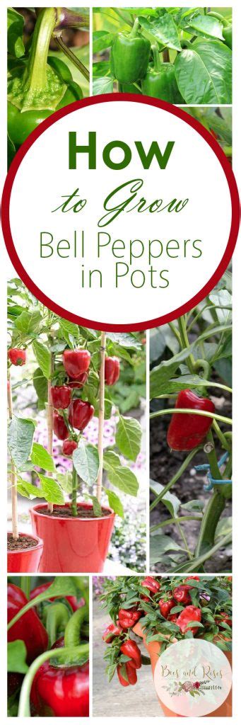 Growing Bell Peppers In Containers ~ Bees And Roses