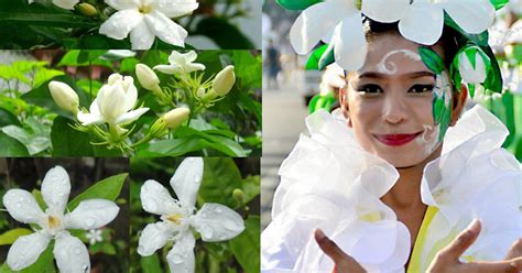 Ang Alamat Ng Sampaguita The Legend Of Jasmine Flower