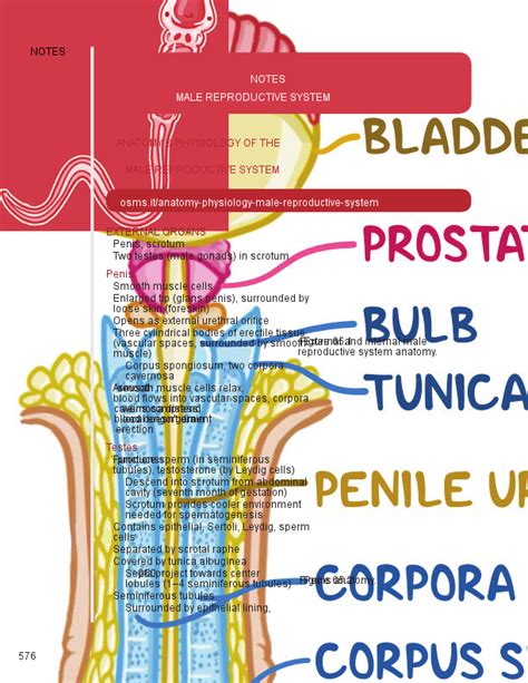 Anatomy And Physiology Of The Male Reproductive System Osmosis