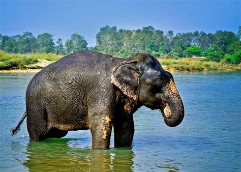 How Long do Elephants Live? Average Lifespan of African, Asian Species