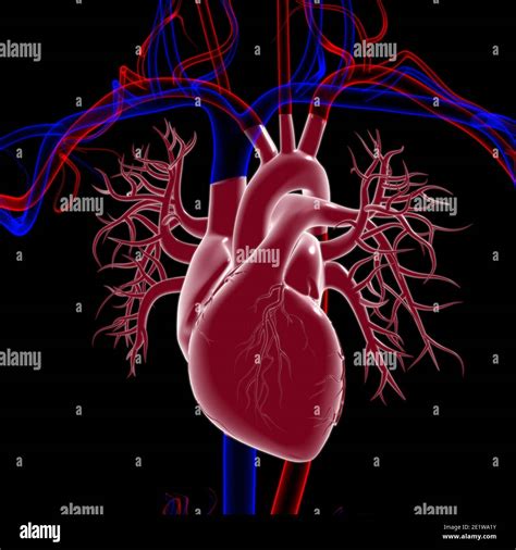 Human Heart Anatomy For Medical Concept 3d Illustration Stock Photo Alamy