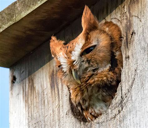 Handcrafted of durable cedar, it offers ample room for mom and owlets. How to Build a Screech-Owl Nest Box | Audubon