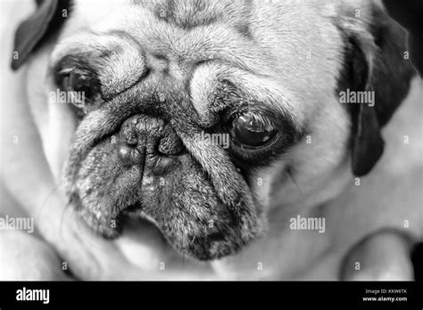 Beautiful Beauty Carlino Close Up Cute Dog Examining Horizontal
