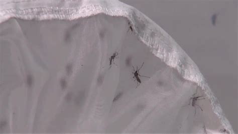 2 Recent Deaths From Mosquito Borne Disease Reported In Michigan