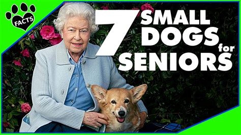 7 Best Small Dog Breeds For Seniors Animal Facts
