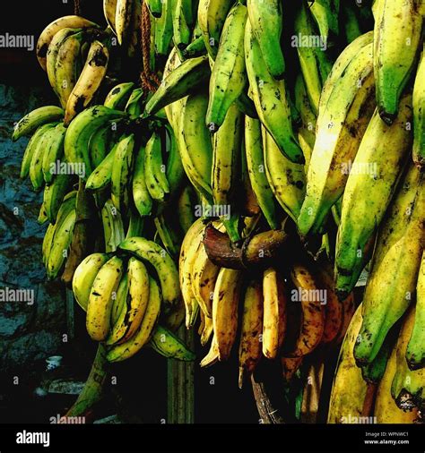 Bananas Hanging At Market For Sale Stock Photo Alamy