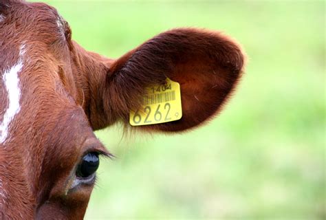 Compulsory 38c Cattle Tag Levy To Be Introduced In Autumn 2017 Med