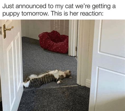 Halfway To Caturday Purrfectly Funny Cat Memes And Tweets August 24