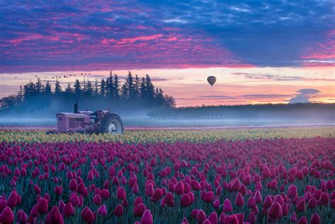 Tulip Fields Down In Oregon During Peak Bloom I Thought The Shadow Of