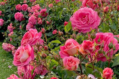 All About Kordes Roses And Their Best Flowers Gardeners Path