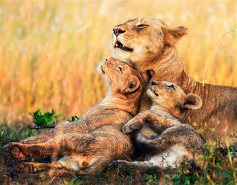Picture Lions Lioness Cubs Cute Three 3 Animals Sweet Pretty Lovely