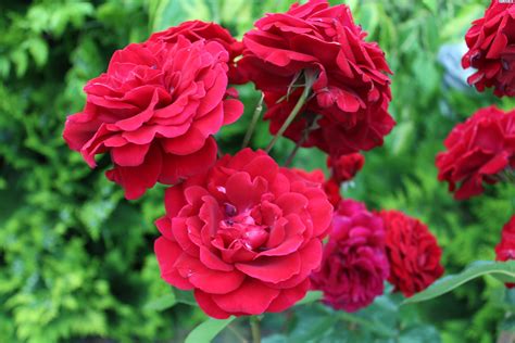 Czerwone Róże Kwiaty Przyroda