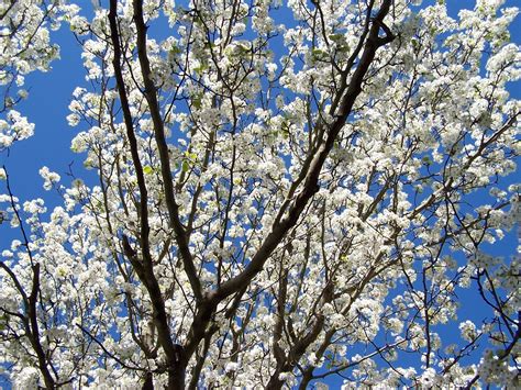 Bradford Pear Tree In Bloom Free Photo Download Freeimages