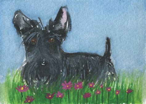 Aceo Original Watercolour Painting Scottie Dog Wild Flowers By