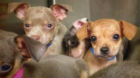 44 Chihuahuas Dumped At Crowded Van Nuys Shelter Necn