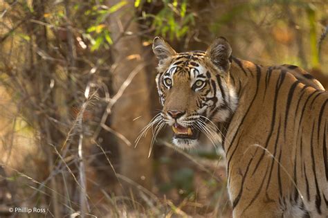 Bandhavgarh March Trip Report Toehold Travel Photography