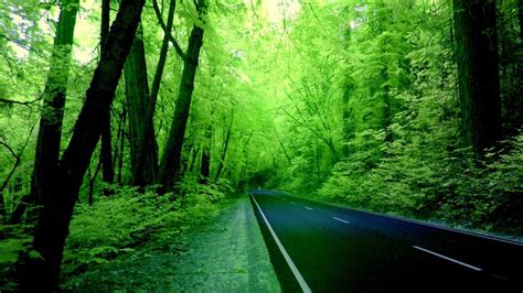 Beautiful Nature Image Green Forest Hd Desktop Wallpaper
