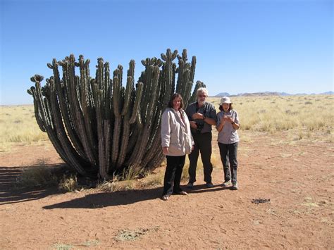 If cacti are poisonous/toxic for humans to ingest, that option would obviously be off the table. Rue Sansregret: Namibia: Desert Life