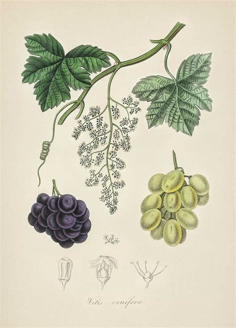 Common Grape Vine Vitis Vinifera Illustration From Medical Botany 1836