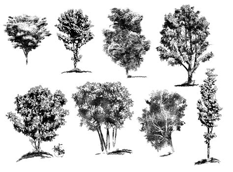 Ink Drawings Of Trees By Angelitoon On Deviantart Tree Sketches Tree