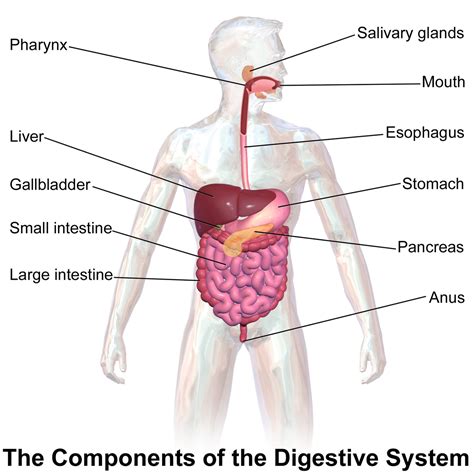Symptoms may include diarrhea, vomiting and abdominal pain. Digestion - Wikipedia