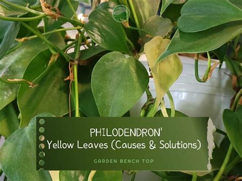 Why Your Philodendron Has Yellow Leaves Heres What To Do