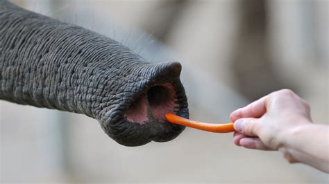 the elephant s superb nose the new york times