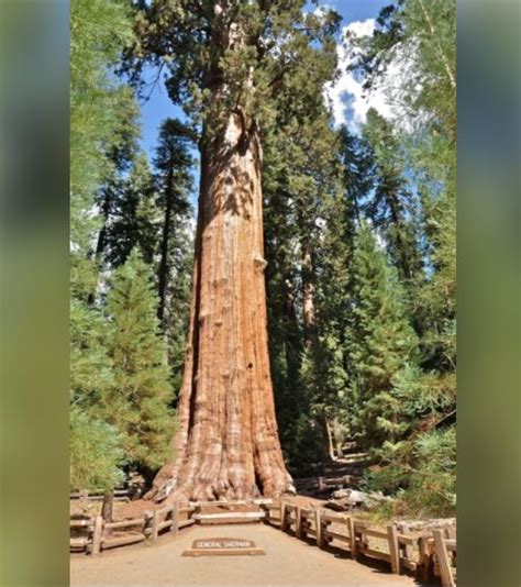 The Largest Tree In The World Is A Giant Sequoia Sequoiadendron
