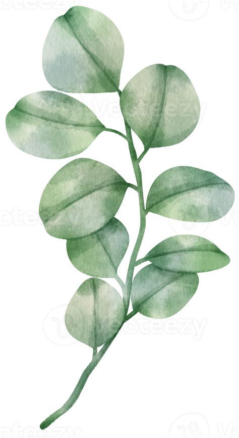 Eucalyptus Branch Watercolor Illustration 9785918 Png