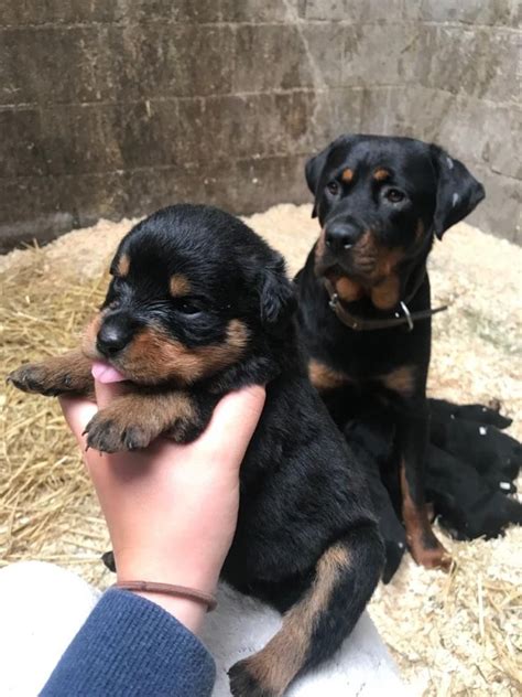 The button below will take you to our 84gotrotts home page paypal. Rottweiler Puppies For Sale | Los Angeles, CA #330582