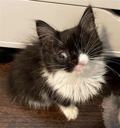 Kitten Born With One Eye Comes Up To People Wanting Help So She Can Live A Full Life Love Meow