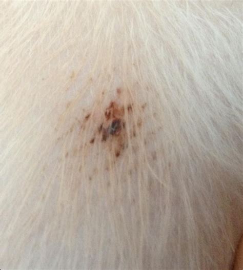 Black Scabs On Dog Dog Skin Pet Care Pets