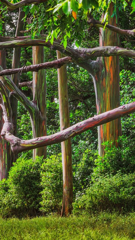 Rainbow Eucalyptus Trees Forest At Hana Road Maui Hawaii Usa