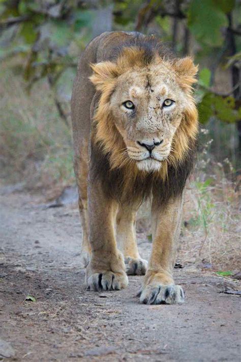 Asiatic Lion The Pride Of Gujarat Wildtrails India Come