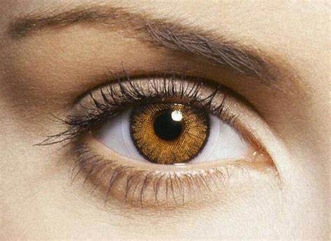 Golden Brown Contact Prescription Colored Contacts Contact Lenses