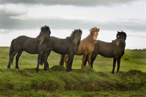 Icelandic Horses Icelandic Horse Horses Horse Photos