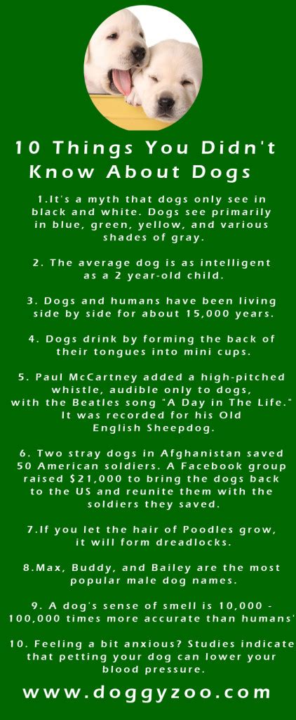 10 Things You Didnt Know About Dogs