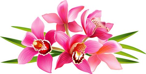 Orchid Clip Art