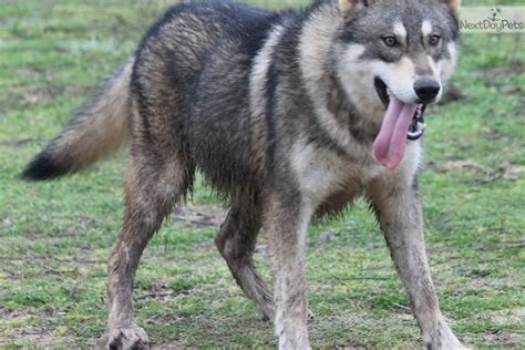 Wolf Hybrid Puppy For Sale Near Dallas Fort Worth Texas Bec79ce9 5541