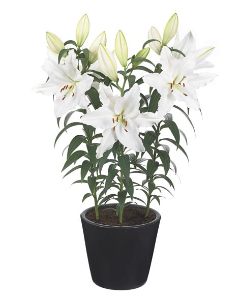 Lilium Oriental Hybrids Romance White — Thinkplants