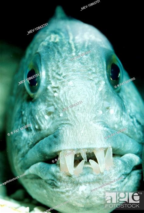 Wolf Fish Anarhichas Lupus North Atlantic Stock Photo Picture And