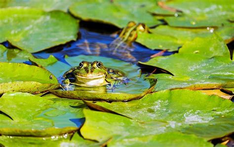 How To Create A Frog Friendly Pond Allpondsolutions