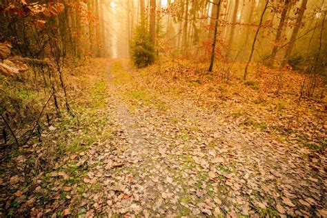 Pathway Through The Misty Autumn Forest Stock Photo Image Of Forest