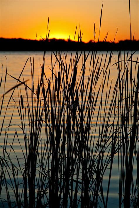 Sunset On The River With The Silhouette Of Reed Stock Image Image Of