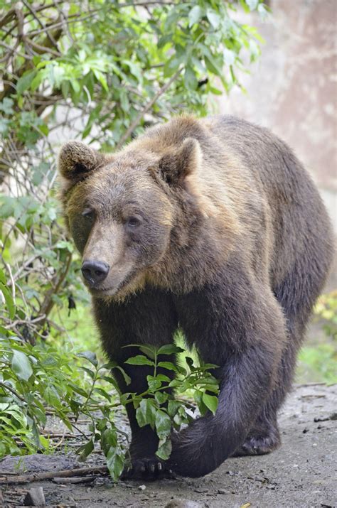 图片素材 草 荒野 野生动物 毛皮 棕色 哺乳动物 捕食者 动物群 棕熊 鼻子 危险 生物 大灰熊