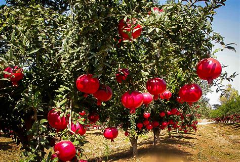 Wonderful Pomegranate For Sale The Tree Center™
