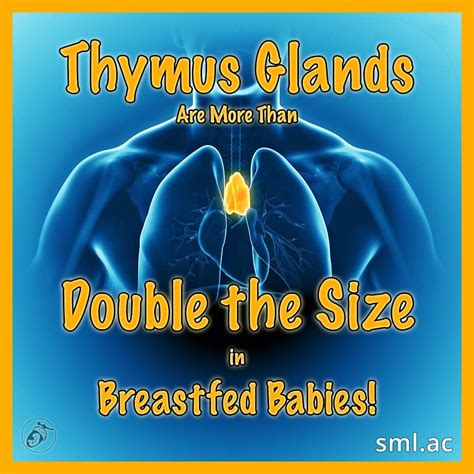 Thymus Glands Are More Than Double The Size In Breastfed Babies