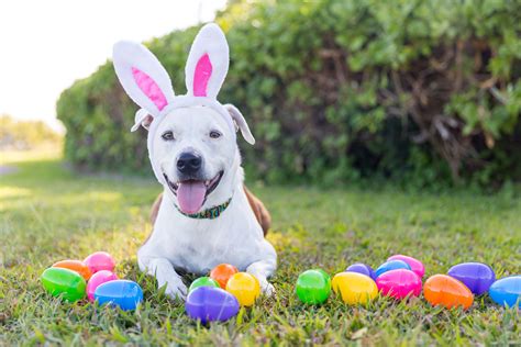 Fido Spring Fling An Easter Egg Hunt For Dogs In Murfreesboro At
