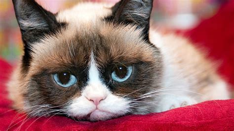 Angry Cat Desktop Wallpapers Top Free Angry Cat Desktop